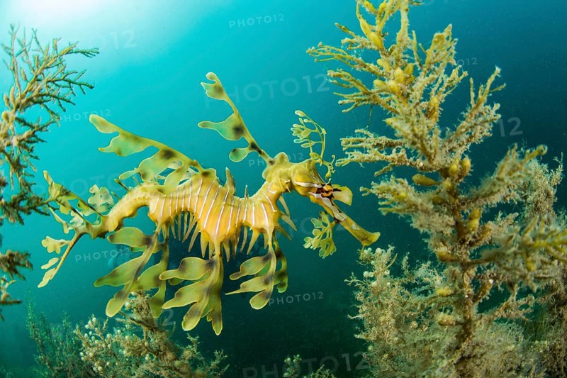 Leafy seadragon