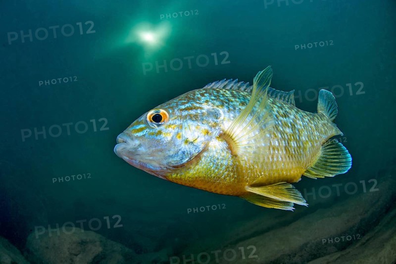 Pumpkinseed sunfish