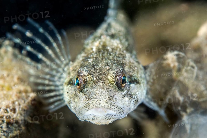Lez sculpin
