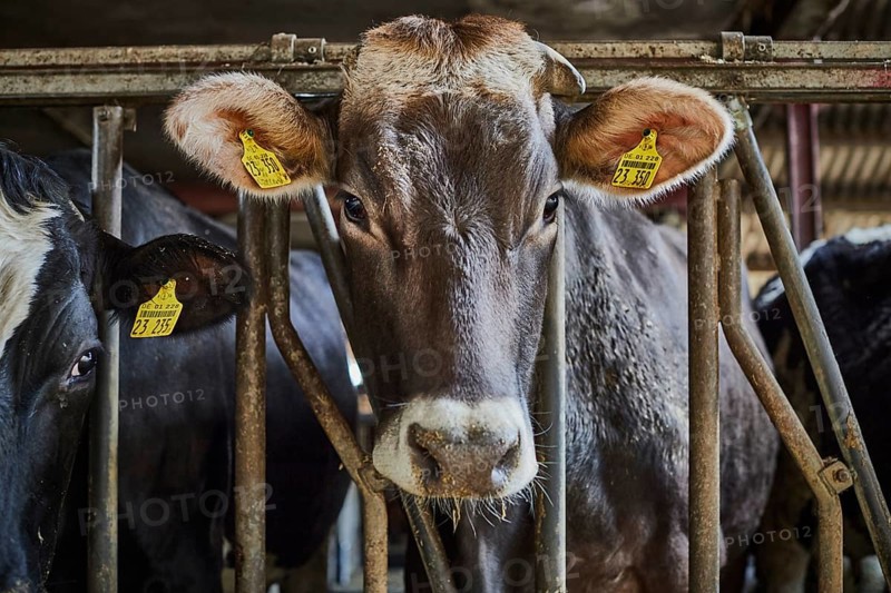 Dairy cow