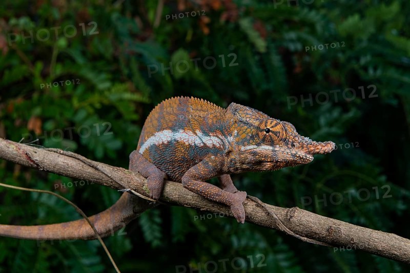 Chameleon