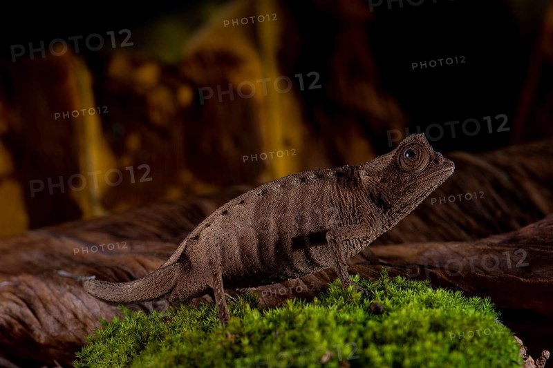 Plated leaf chameleon