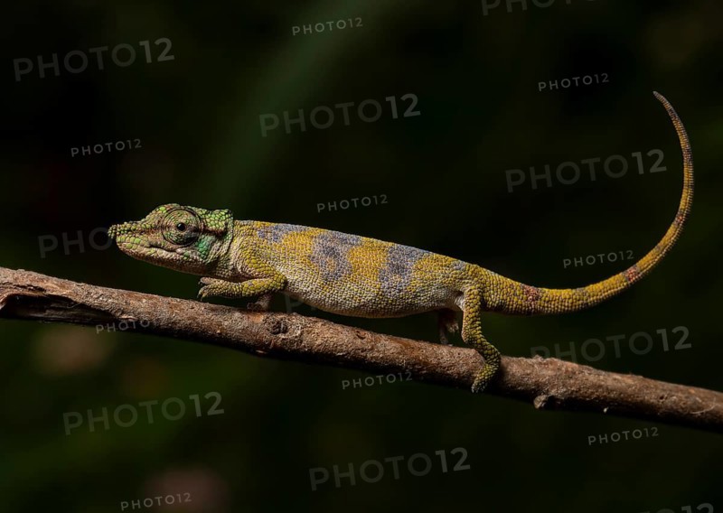 Male Chameleon