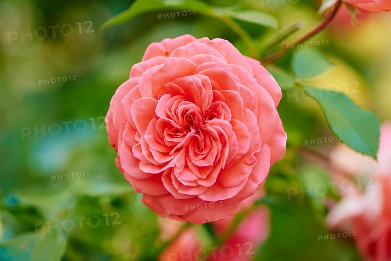 Hybrid Tea Rose 'Fragrant Cloud' blooming in a garden
