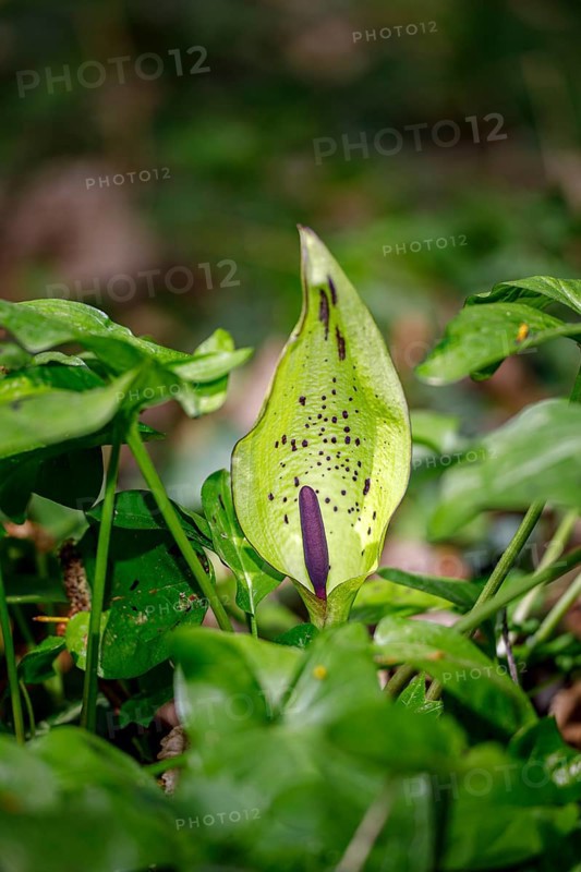 Wild arum