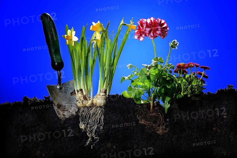 Daffodils