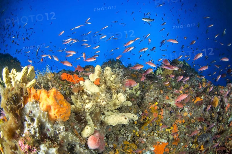 Deep coral rock and Mediterranean Basselete