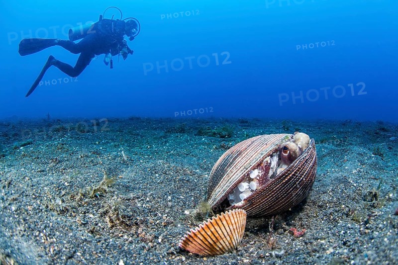 Coconut octopus
