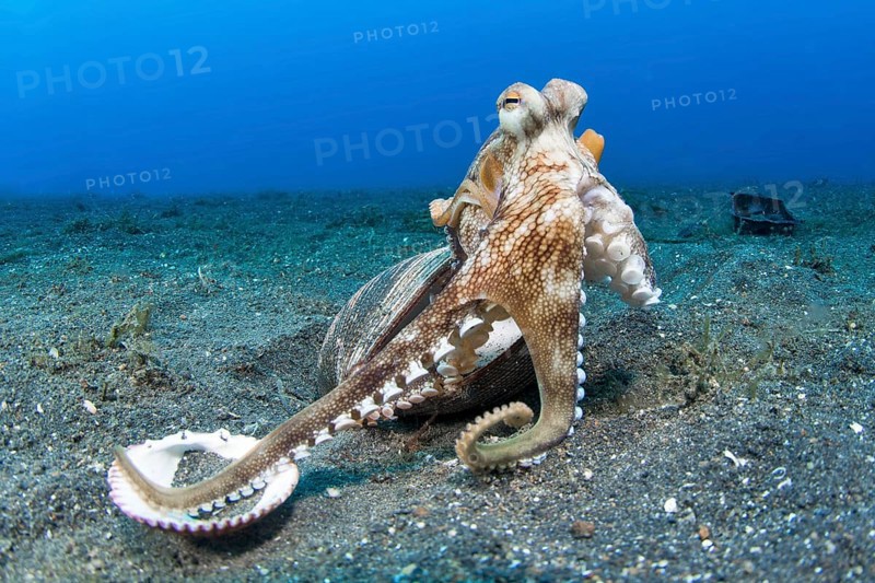 Coconut octopus