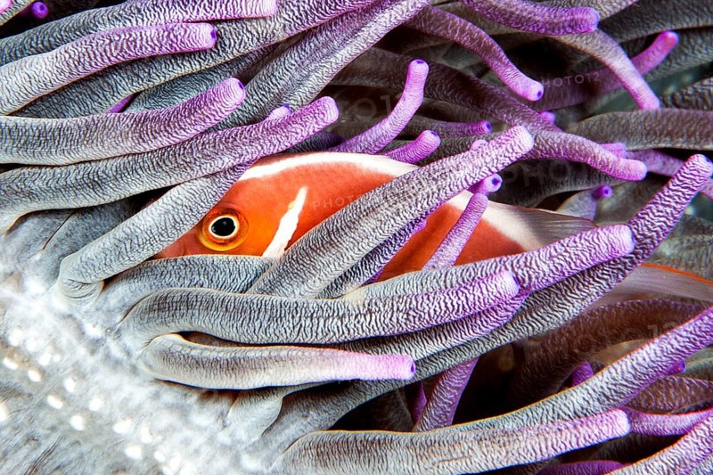 Pink skunk clownfish