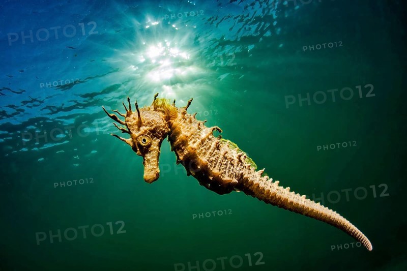 Long-snouted seahorse