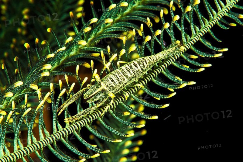 Ambon Crinoid Shrimp