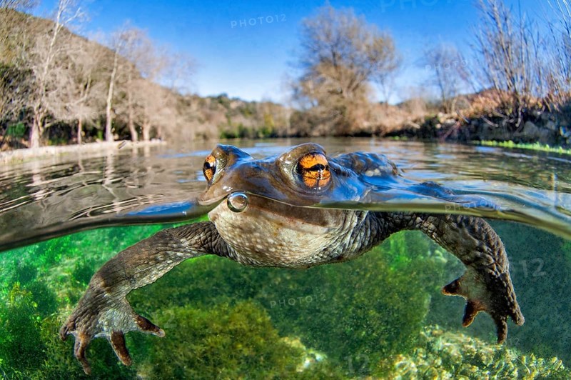 Common toad