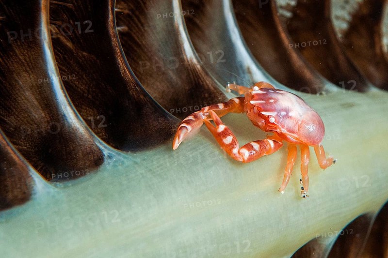 Three-Lobed Porcelain Crab