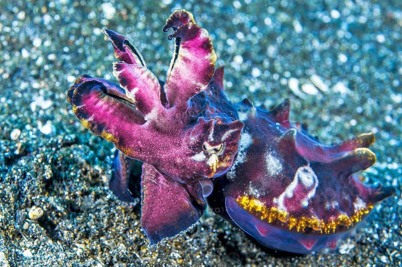 Flamboyant cuttlefish
