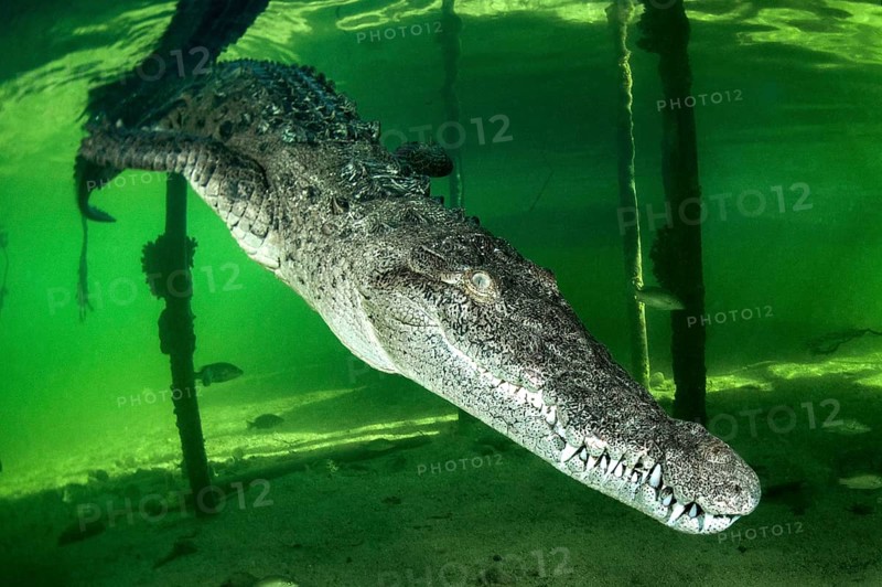 American crocodile