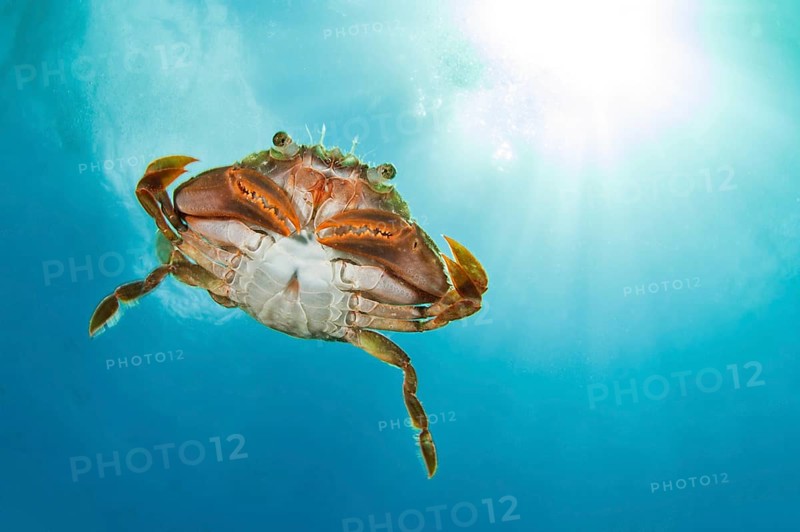 Henslow's crab