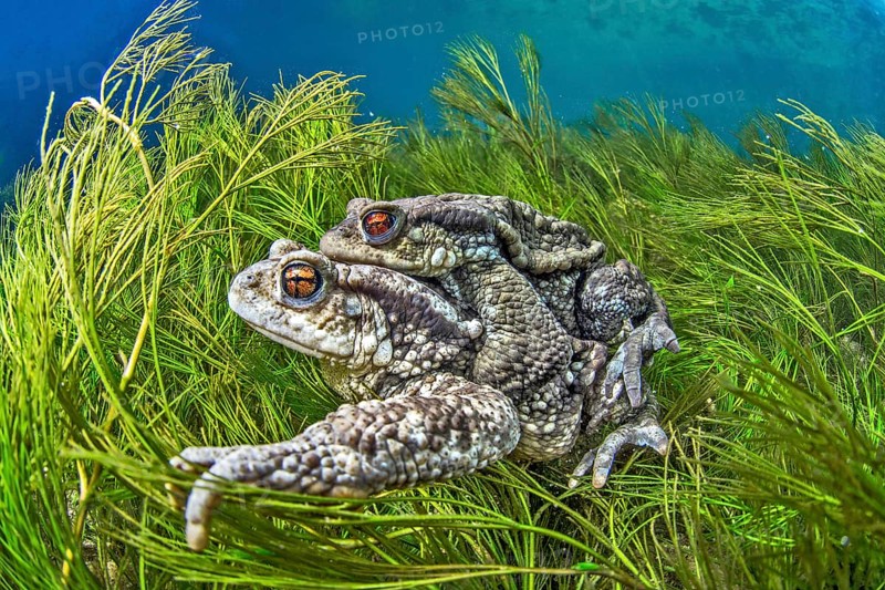 Mating Common toads