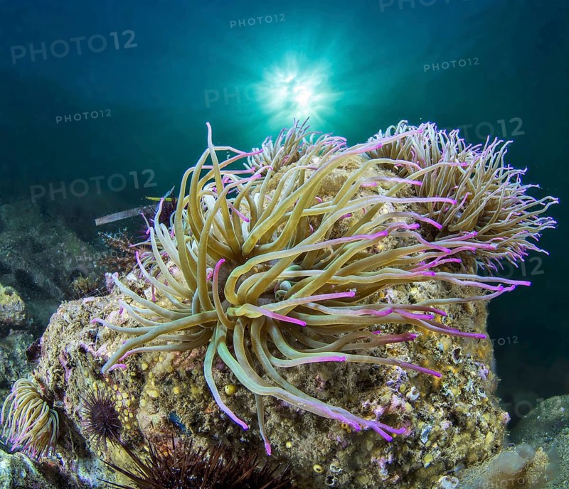 Opelet anemone
