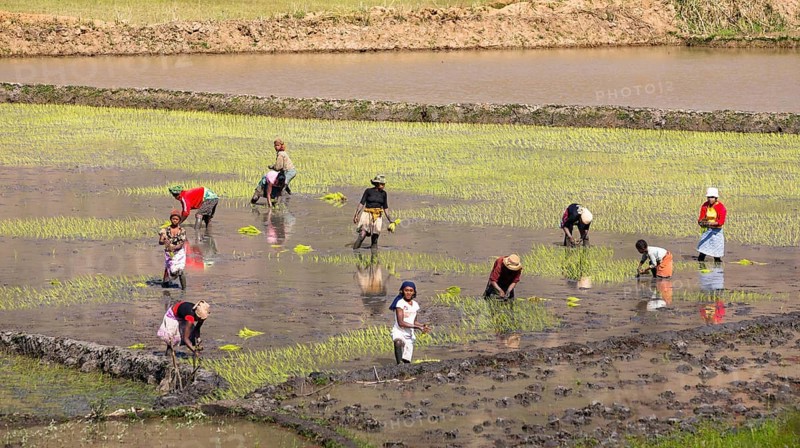 Workers planting rice plants