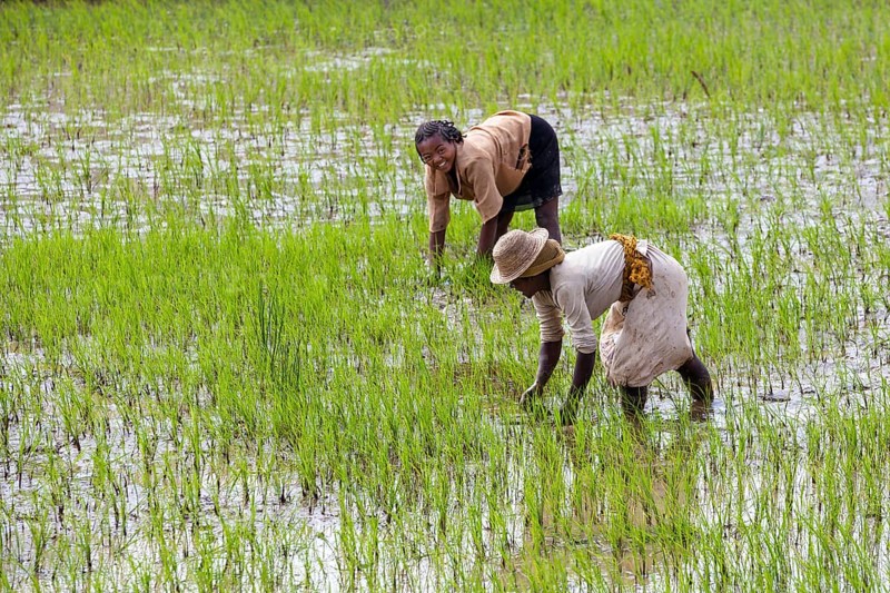 Women workers working in the rice field