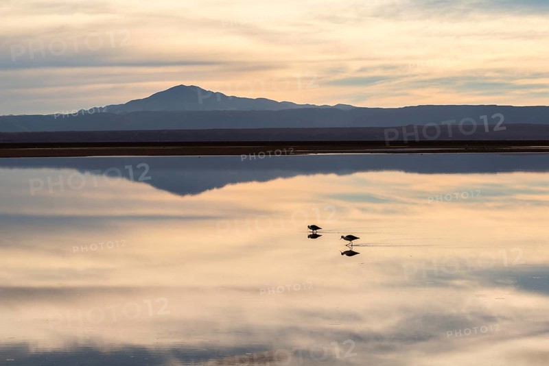 Andean avocet