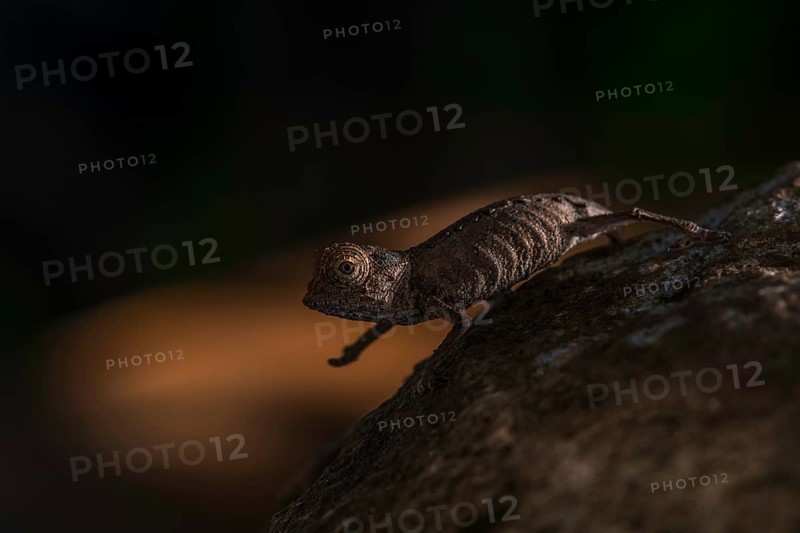 Plated leaf chameleon