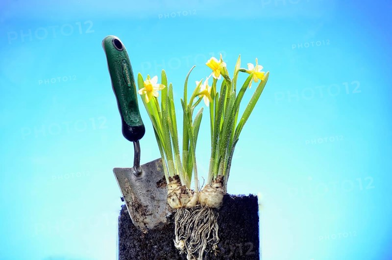 Daffodils