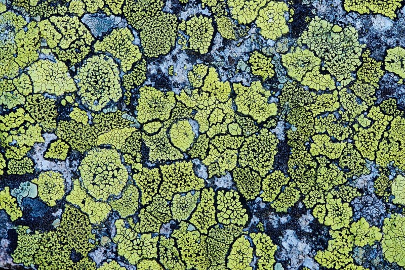 Map lichen