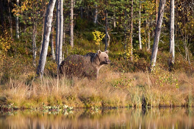 Brown bear
