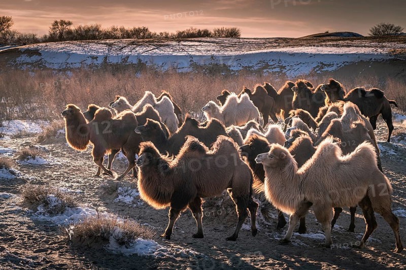 Herd of camels