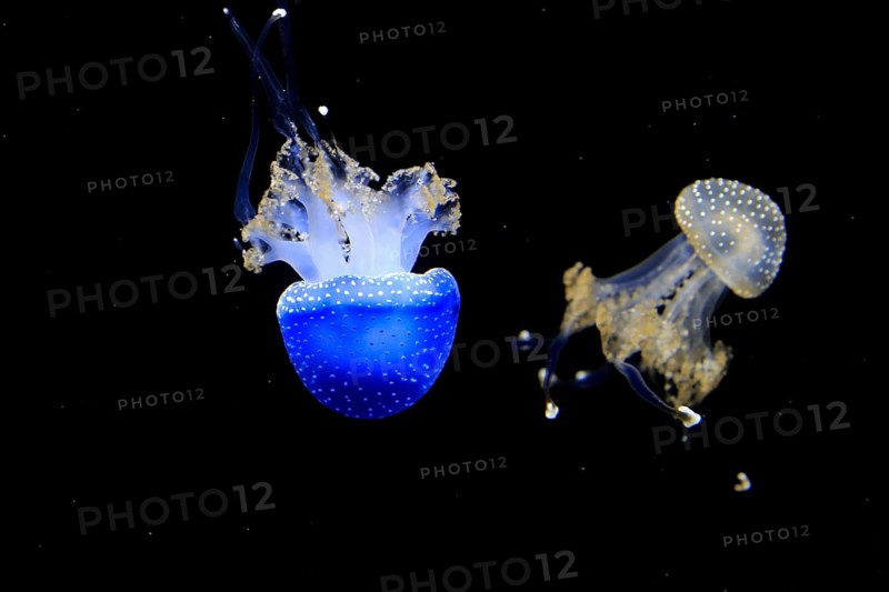 Australian spotted jellyfish