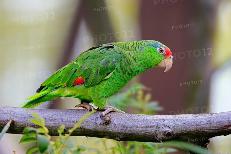 Red-crowned Amazon