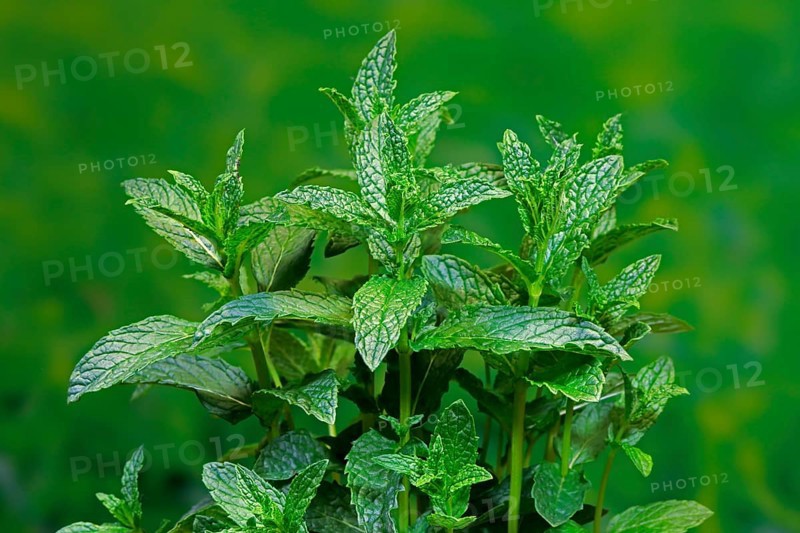 Curled mint