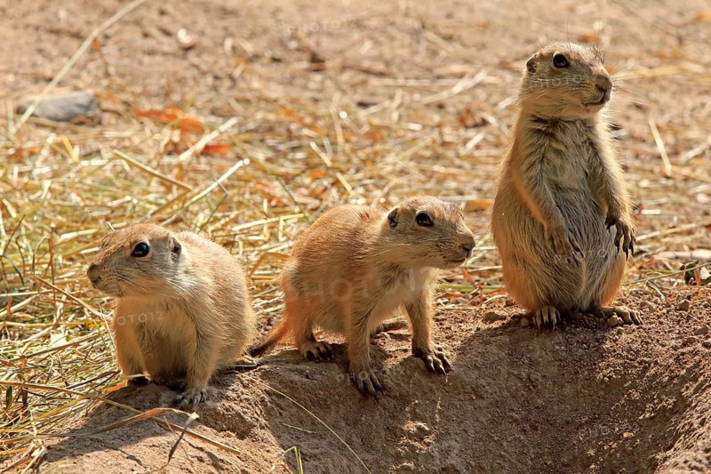 Black-tailed Prairie Dog
