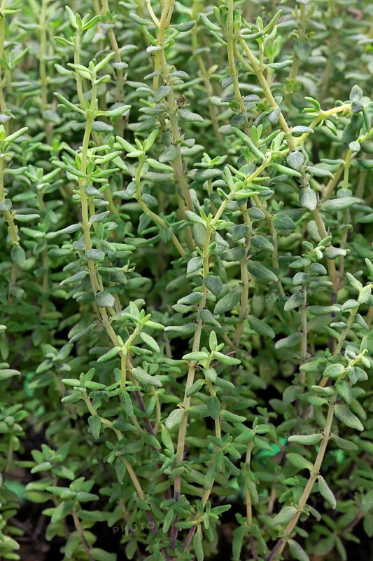 Common Thyme