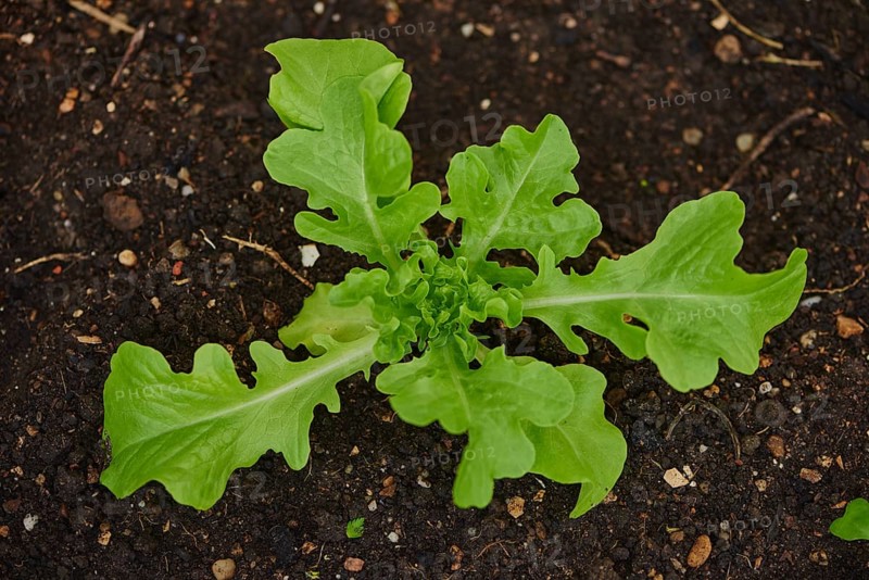 Lettuce