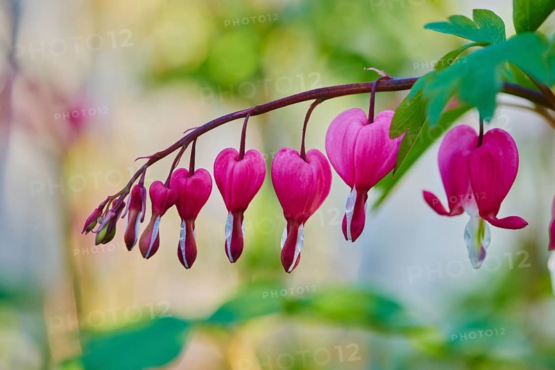 Bleeding heart or Asian bleeding-heart