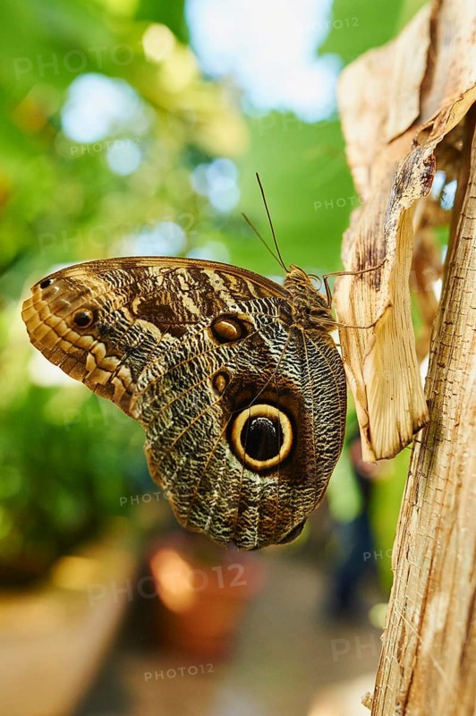 Forest giant owl