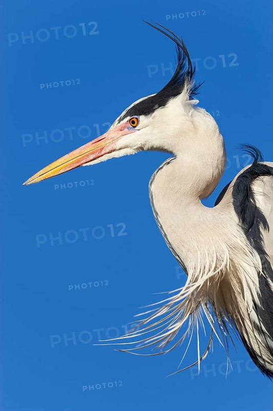 Grey heron