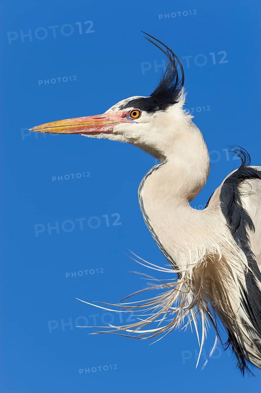 Grey heron