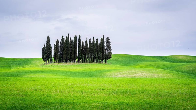 Group of trees Cypresses