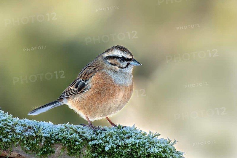 Rock Bunting