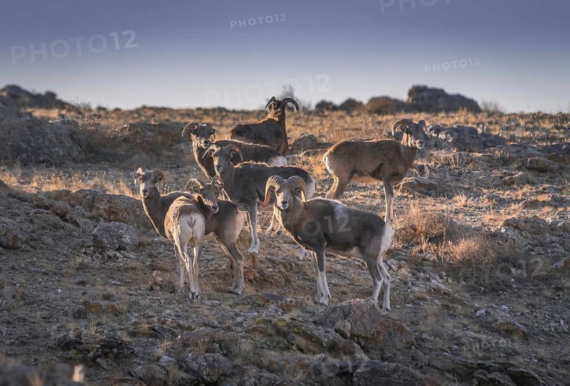 Herd with Mongolian Bighorn sheep