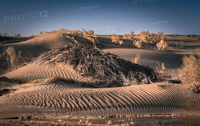 Sand dune with dried up saxaul
