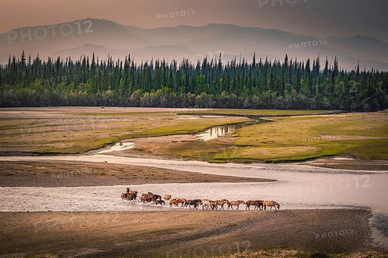 Herd of horses crosses the river Tes