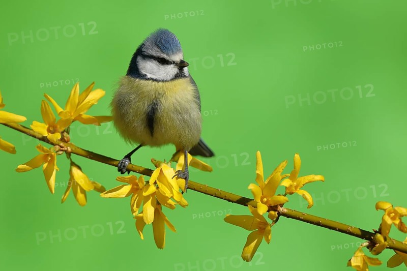 Blue tit