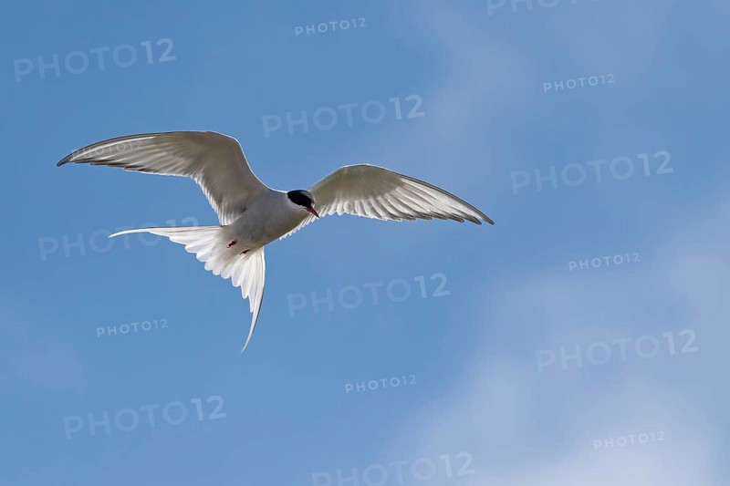 Arctic tern