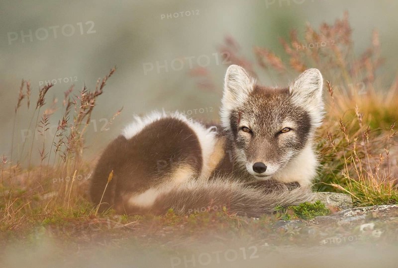 Arctic fox