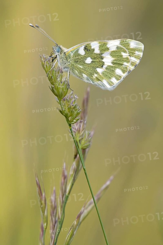 Eastern Bath White